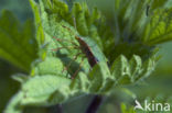 Groene stinkwants (Palomena prasina)