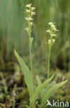 Groenknolorchis