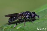 Grofgestippelde platbek (Pipiza noctiluca)