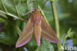 Groot avondrood (Deilephila elpenor)