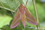 Elephant Hawk-moth (Deilephila elpenor)