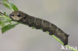 Elephant Hawk-moth (Deilephila elpenor)