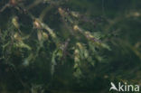 Groot nimfkruid (Najas marina)