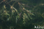 Holly-leaved Naiad (Najas marina)