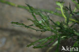 Holly-leaved Naiad (Najas marina)