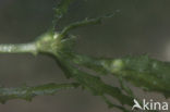 Groot nimfkruid (Najas marina)