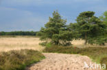 Groote Heide