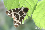 Garden Tiger (Arctia caja)