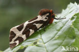 Garden Tiger (Arctia caja)