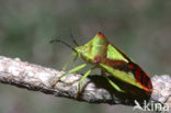 Hawthorn shield bug (Acanthosoma haemorrhoidale)