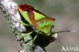 Hawthorn shield bug (Acanthosoma haemorrhoidale)