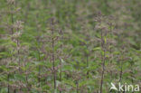 Grote brandnetel (Urtica dioica)