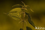 Grote brandnetel (Urtica dioica)