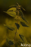 Grote brandnetel (Urtica dioica)