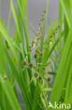 Grote egelskop (Sparganium erectum)