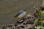 Grote Gele Kwikstaart (Motacilla cinerea)