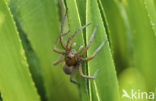 Great Raft Spider (Dolomedes plantarius) 