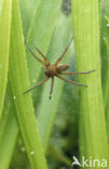 Great Raft Spider (Dolomedes plantarius) 