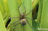 Great Raft Spider (Dolomedes plantarius) 