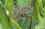 Great Raft Spider (Dolomedes plantarius) 