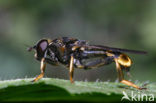 Grote gouden bladloper (Xylota sylvarum)