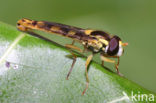 Hoverfly (Sphaerophoria scripta)