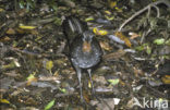 Superb Lyrebird (Menura novaehollandiae)