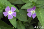 Grote maagdenpalm (Vinca major)