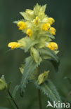 Grote ratelaar (Rhinanthus angustifolius)