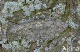 Grote spikkelspanner (Hypomecis roboraria)