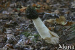 Grote stinkzwam (Phallus impudicus)