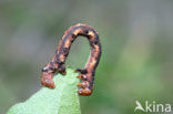 Dotted Border (Agriopis marginaria)