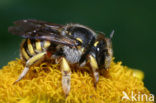 Grote wolbij (Anthidium manicatum)