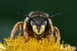 Grote wolbij (Anthidium manicatum)