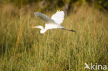 Grote zilverreiger (Casmerodius albus)