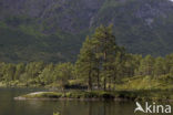 Scots Pine (Pinus sylvestris)