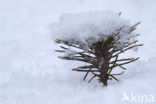 Scots Pine (Pinus sylvestris)