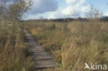 Haaksbergerveen