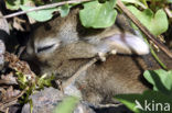 Haas (Lepus europaeus)