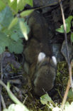 Haas (Lepus europaeus)