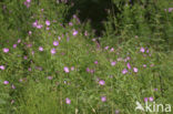 Harig wilgeroosje (Epilobium hirsutum)