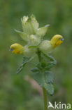 Harige ratelaar (Rhinanthus alectorolophus) 