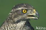 Havik (Accipiter gentilis)