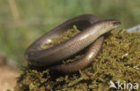 Hazelworm (Anguis fragilis) 