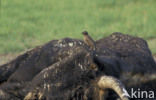 Heck cattle