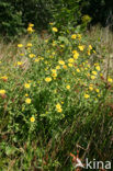 Heelblaadjes (Pulicaria dysenterica)