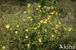 Heelblaadjes (Pulicaria dysenterica)