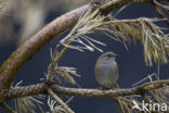 Heggemus (Prunella modularis)