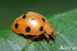 Bryony ladybird (Epilachna argus