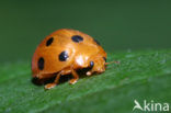 Bryony ladybird (Epilachna argus